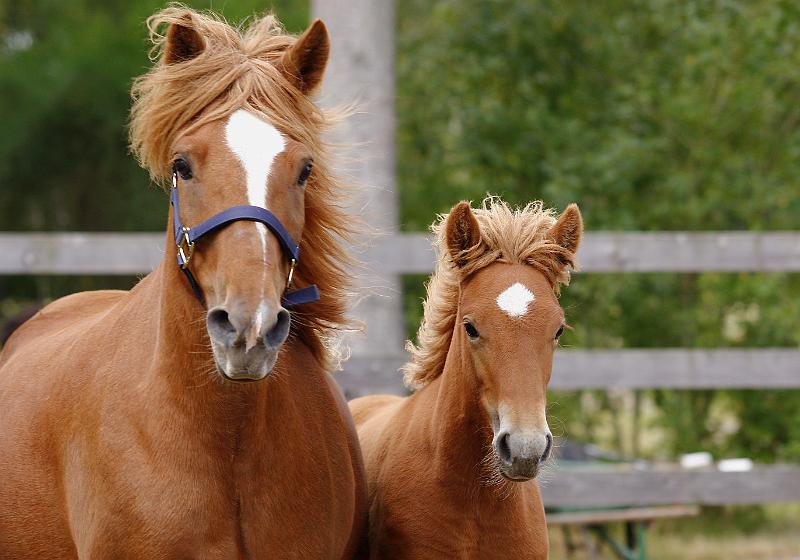 Hofy von Heidmoor c.jpg